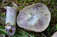 Lactarius luridus