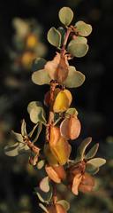 Roepera lichtensteiniana