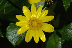Ficaria verna ficariiformis