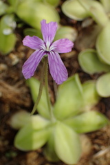 Pinguicula gigantea