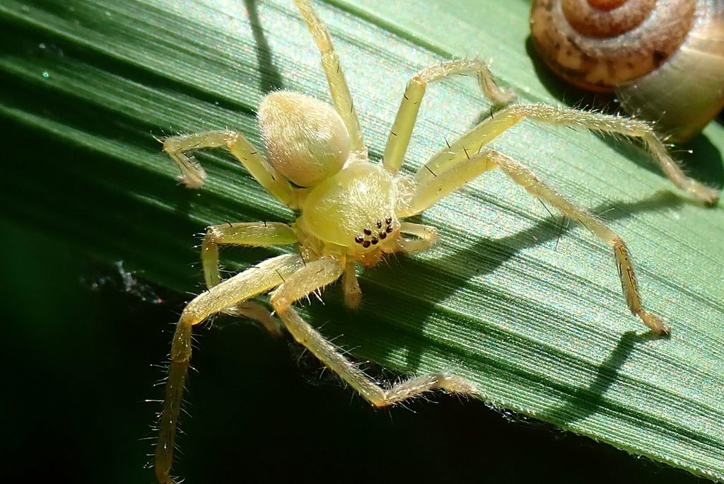 Olios nentwigi