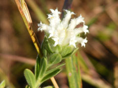 Lasiosiphon calocephalus