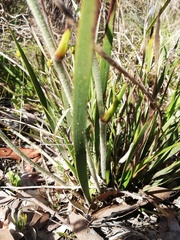 Conostylis aculeata
