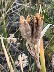 Iris missouriensis