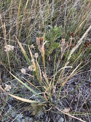 Iris missouriensis