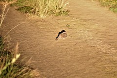 Caprimulgus natalensis