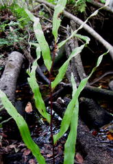 Lindsaea ensifolia