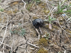 Lethrus apterus
