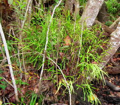 Lindsaea ensifolia