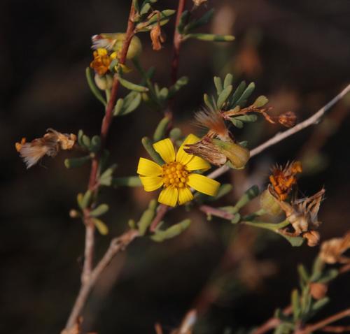 Othonna ramulosa