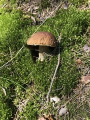 Boletus pinophilus
