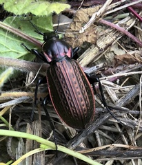 Carabus morbillosus