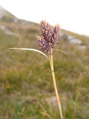 Carex atrata