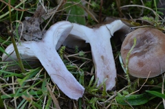 Lactarius luridus