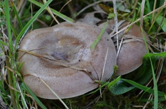 Lactarius luridus