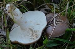 Lactarius luridus