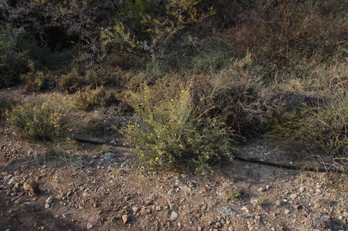Othonna ramulosa