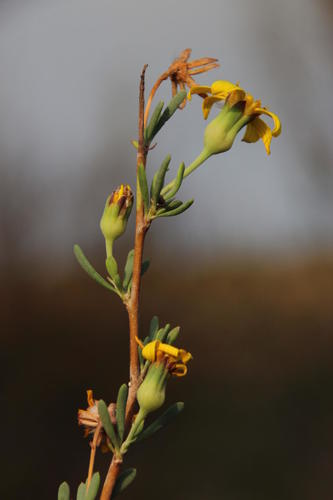 Othonna ramulosa