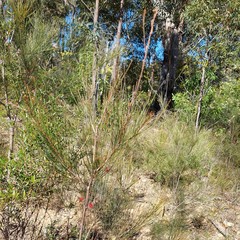 Allocasuarina paludosa