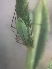 Macrosiphum dewsler