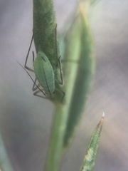 Macrosiphum dewsler
