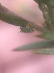 Macrosiphum dewsler