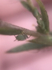Macrosiphum dewsler