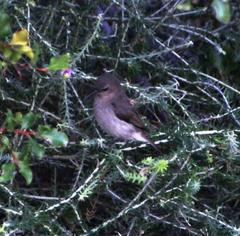 Cinnyris fuscus fuscus