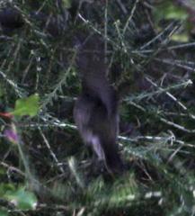 Cinnyris fuscus fuscus