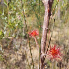 Allocasuarina paludosa