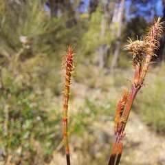 Allocasuarina paludosa