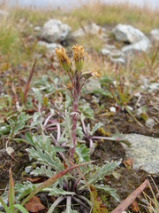 Jacobaea carniolica