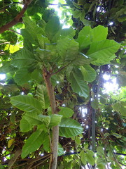 Sterculia balanghas