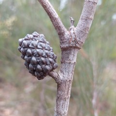 Allocasuarina paludosa