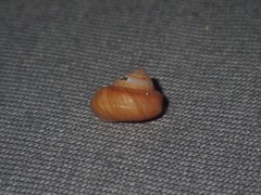 Notogibbula bicarinata