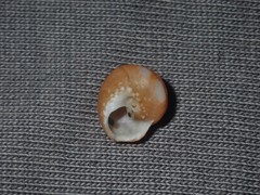 Notogibbula bicarinata