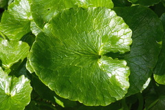 Ficaria verna ficariiformis