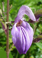 Brillantaisia owariensis