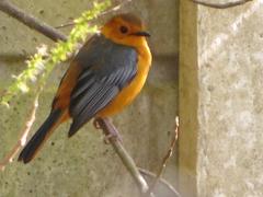 Cossypha natalensis natalensis