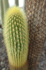 Weberbauerocereus