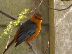 Cossypha natalensis natalensis