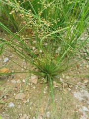 Cyperus