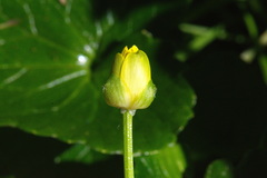 Ficaria verna ficariiformis