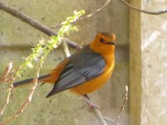 Cossypha natalensis natalensis