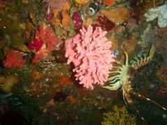 Stylaster nobilis