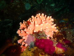 Stylaster nobilis