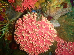 Stylaster nobilis