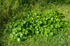 Ficaria verna ficariiformis