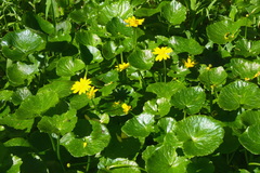 Ficaria verna ficariiformis