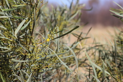 Acacia murrayana